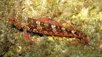 133 Tripterygion rouge (Tripterygion tripteronotus)